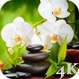 com.lyx.orchid4k
