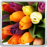 com.ColorfulTulipsWallpaperHDHQ