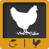 stephelp.ir.chicken