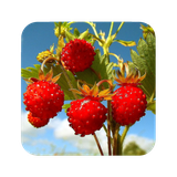 com.hd.Strawberrywallpaper.strawberryimage.backgroundwallpapers