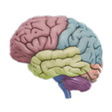 org.dnalc.threedbrain