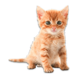 com.palmeralabs.animals_stickers
