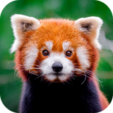 com.altland.redpanda