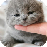 br.wall.cutecatwallpaper