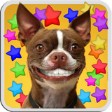 it.gironacci.dog.smiles