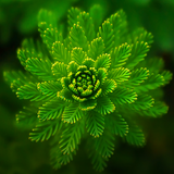com.ram.naturewallpapers