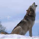 faoz.wolf