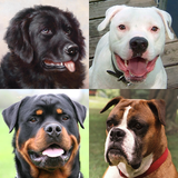 com.asmolgam.dogs