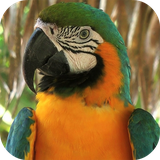 com.pg.parrot