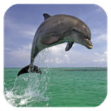 dolphin3d.tbem.com