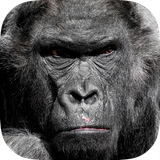 com.aio.gorilla