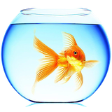 com.mosoyo.goldfish