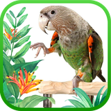 ir.tinasoft.parrot_train