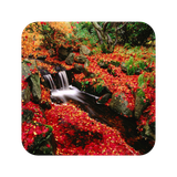 com.autumnwallpaper.nature.leaf.wallpaper