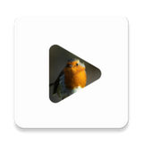 org.token.vanimals