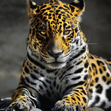 com.Infinity.leopard