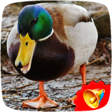 com.Free.Natural.Sounds.Ringtones.Effects.Duck