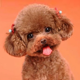 com.dogsimulator.teddydog