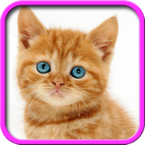 pl.infinzmedia.talkingcatfree