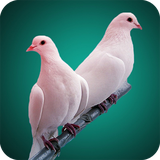 com.pigeonwallpaper.wallpaper.hdwallpaper