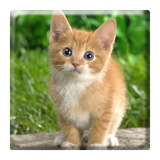 ir.appwork.puzzlecat