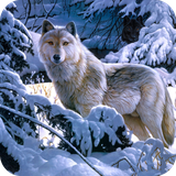 com.wolf.wallpaper.wolfdulalwallpaper
