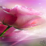 ir.rosan.darkwalpaper