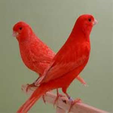 mhn.Canary