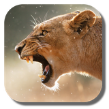 com.kklivewallpaper.lion