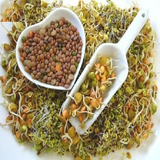 iran.javaneh.com