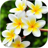 ir.glh3.flowerwallpaper2017