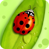 com.ladybug.wallpaper.ladybugbestwallpaper