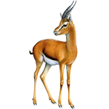 mhn.Gazella