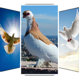 com.khamarnache.pigeonwallpaper.offline