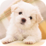 cutedoglicksscreenhdlwp.exa.com