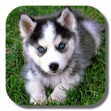 com.livewallpaperkkpicture.husky