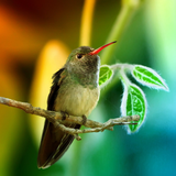 com.amaxlwps.colibries