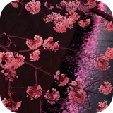 com.ihs.japansakuragarden