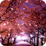 com.flyingfox.x_sakura_free